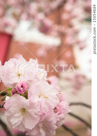 Mint morning sakura walk through Mint morning sakura walk through 15054684