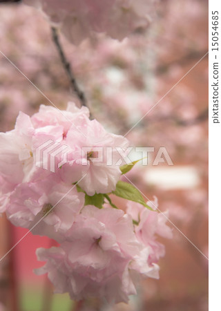 Mint morning sakura walk through Mint morning sakura walk through 15054685