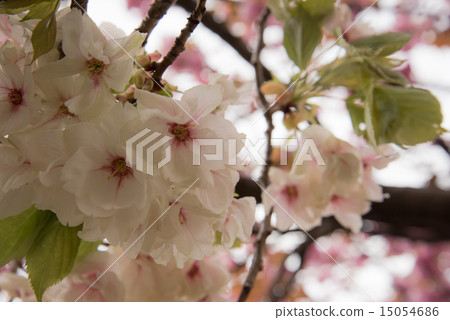 Mint morning sakura walk through 15054686