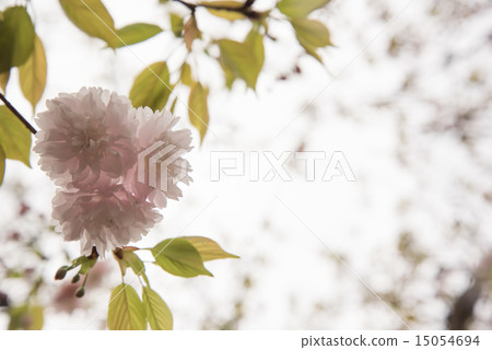 Mint morning sakura walk through Mint morning sakura walk through 15054694