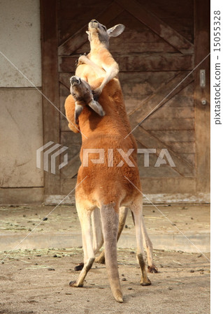 袋鼠的鬥爭 袋鼠的鬥爭 15055328