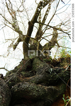 Sho dragon cherry tree in full bloom at Nihonmatsu / Longsen temple 15055986