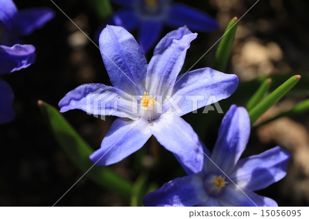 Thionixa · purple (early spring - spring flower) Thionixa · purple (early spring - spring flower) 15056095
