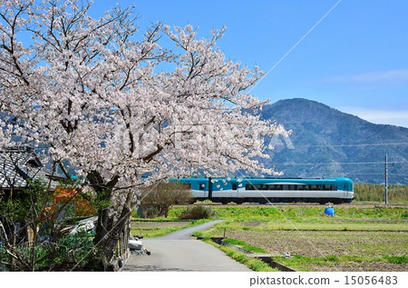 Railway train Sanin main line Kyoto mouth North Kinki Tango railway KTR Kyoto Tango rail 8000 series Sakura Sakura 15056483