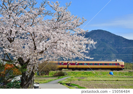 Railway train San-in main line Kyoto mouth 381 series Cherry blossoms Sakura full flower 15056484