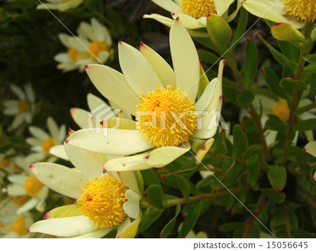 Foreign flowers Foreign flowers 15056645