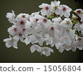櫻桃樹 15056804