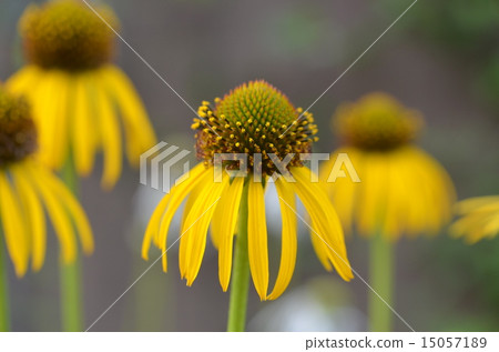 Echinacea paradoxa in early summer 15057189