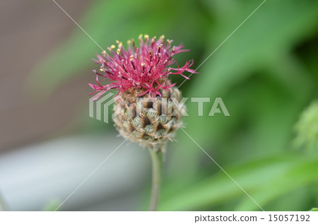 At the beginning of blooming Centaura · Atropaporea 15057192