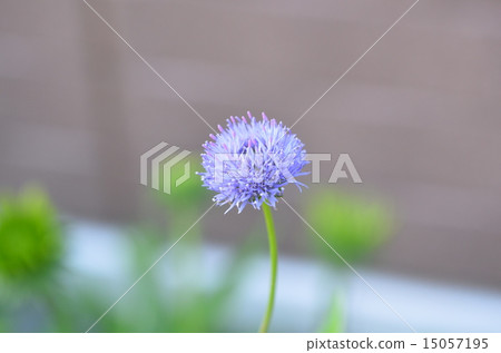 Yasione · Montana of early summer 15057195