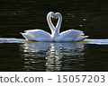 swans love 15057203