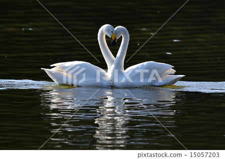 swans love swans love 15057203