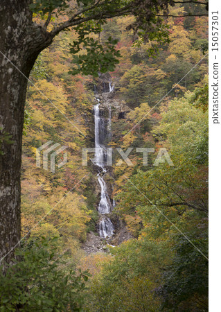 Falls of snake of autumnal leaves 15057301