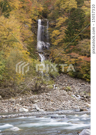 Falls of snake of autumnal leaves 15057310