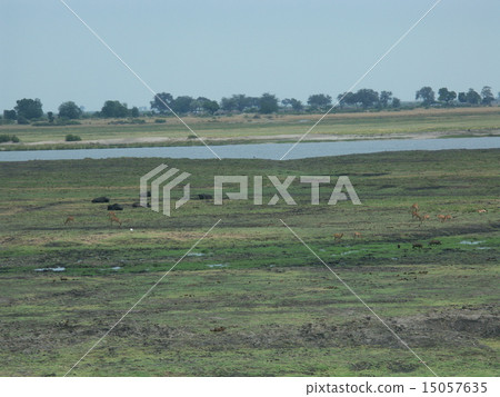 Chobe River Chobe River 15057635