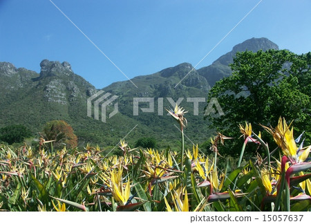 Rakugo鳥花和桌山 Rakugo鳥花和桌山 15057637