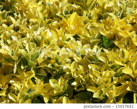 阿根廷日本園林植物 15057681