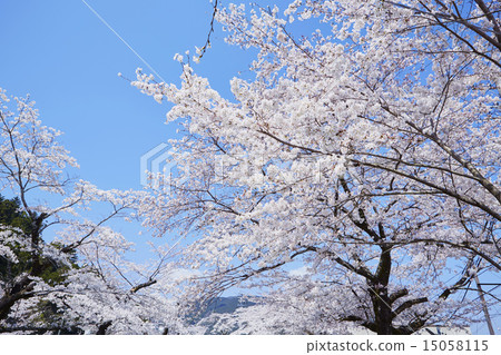 House Yamazakura Tunnel 15058115