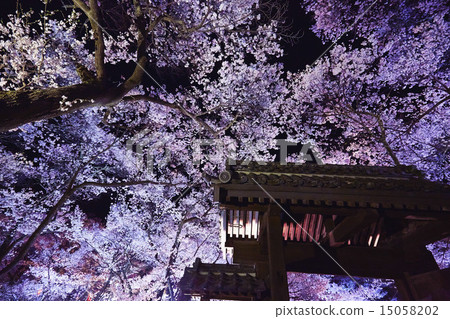 Nagano Prefecture Takato Castle Ruins Park Night Cherry Blossoms 15058202