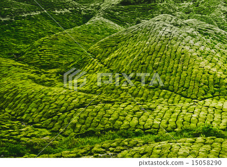 Tea plantation  15058290