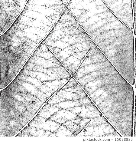 Leaf  Background 15058883