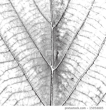 Leaf Overlay Texture 15058885