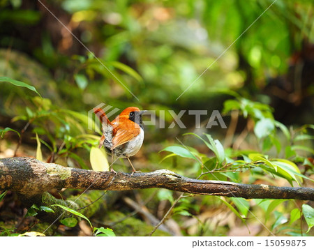 Honto wo iguge 15059875