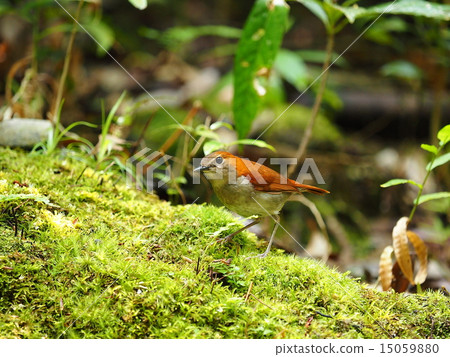 Honto wo iguge 15059880