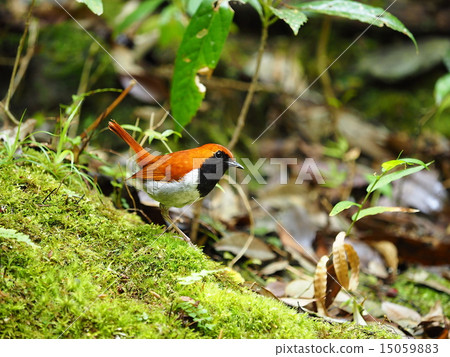 Honto wo iguge 15059883