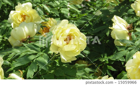 我的最愛 15059966