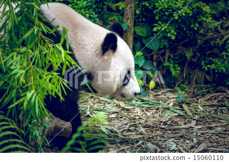 Giant panda Giant panda 15060110