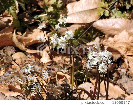 Seriba Uuren / Town Medicinal Botanic Garden Seriba Uuren / Town Medicinal Botanic Garden 15060147