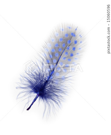 Guinea fowl feathers are painted in bright colors 15060596