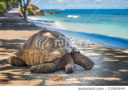 Seychelles giant tortoise 15060644