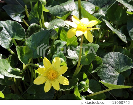 Ryukinka / Katakura Castle Ruins Park 15060743