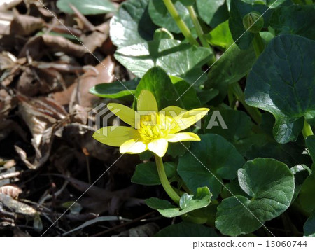 Ryukinka / Katakura城堡遺址公園 Ryukinka / Katakura城堡遺址公園 15060744