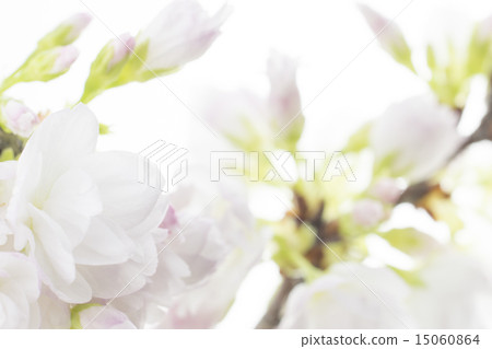 Asahiyama Sakura Asahiyama Sakura 15060864
