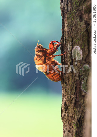 cicada shell 15061900