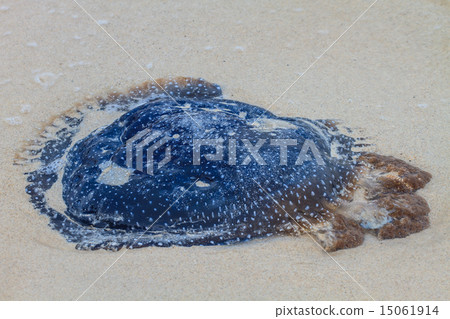 Jellyfish Stranded on the Beach. 15061914