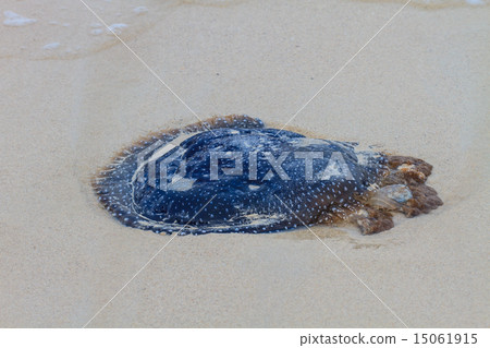 Jellyfish Stranded on the Beach. 15061915