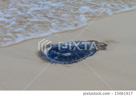 Jellyfish Stranded on the Beach. 15061917