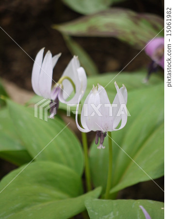 White Flower Murakami 15061982
