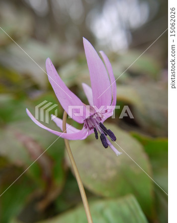 Katakuri Katakuri 15062026