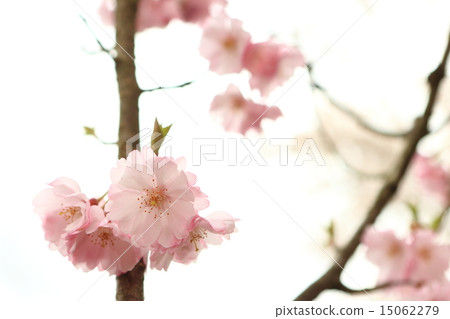 Yaigaku Higan 15062279