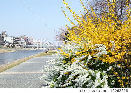 Kamogawa的Renyo和Yukiyanagi 15062568
