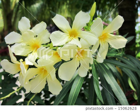 White flowers in a tropical country 15062628