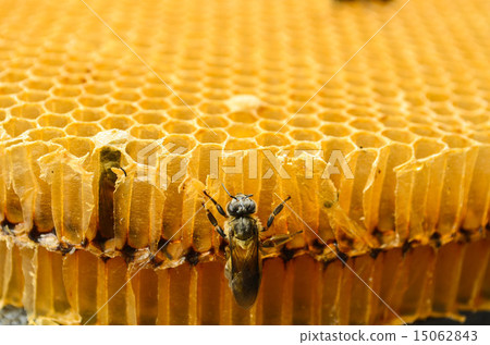 Bee Bee 15062843