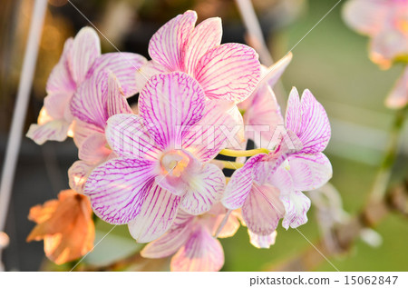 Beautiful purple orchid Beautiful purple orchid 15062847