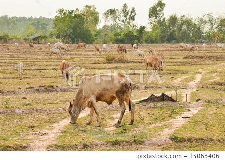 cows on meadow 15063406