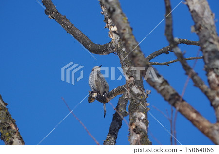 Brown fowl on a branch 15064066